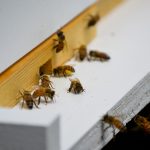 Penn State Master Gardeners Honored Internationally for Bee Monitoring Research