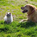 Tick Prevention on Companion Animals