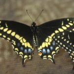 Butterflies, Ticks, and Memorial Day 5-25-22