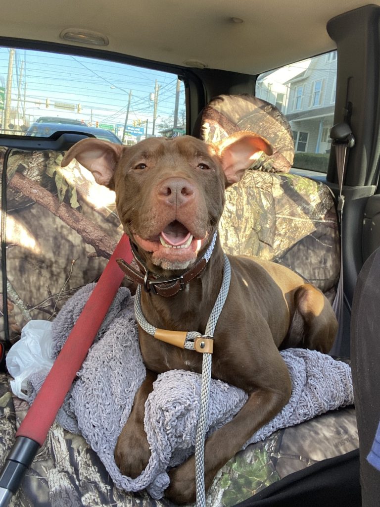 VCA Animal Hospital Will Sponsor Dog Adoptions on June 17