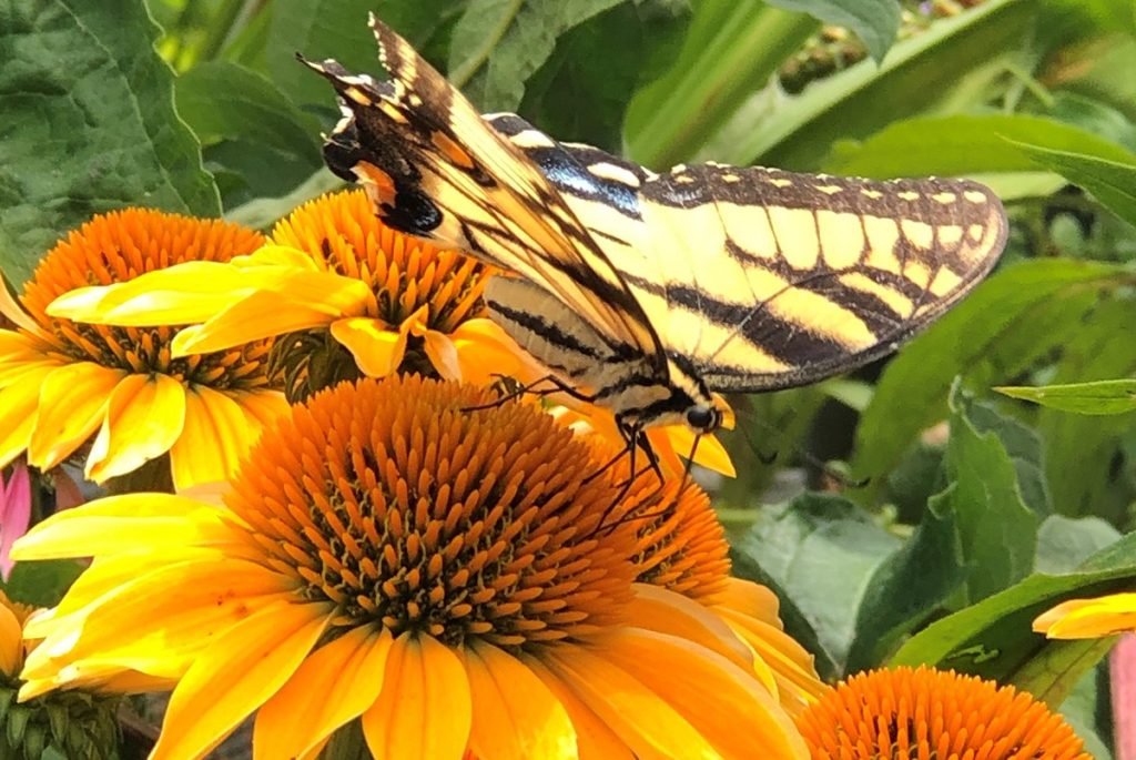 Gardening for Butterflies and Their Caterpillars