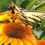 Gardening for Butterflies and Their Caterpillars