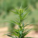 Unregulated hemp derivative delta-8 thrives in Pa.’s thorny marijuana landscape