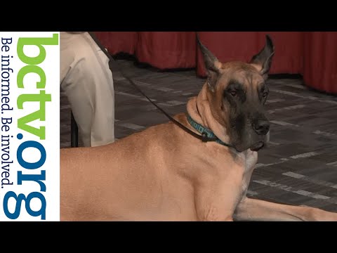 PA’s State Dog: The Great Dane 7-5-22