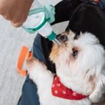July Is Pet Hydration Awareness Month