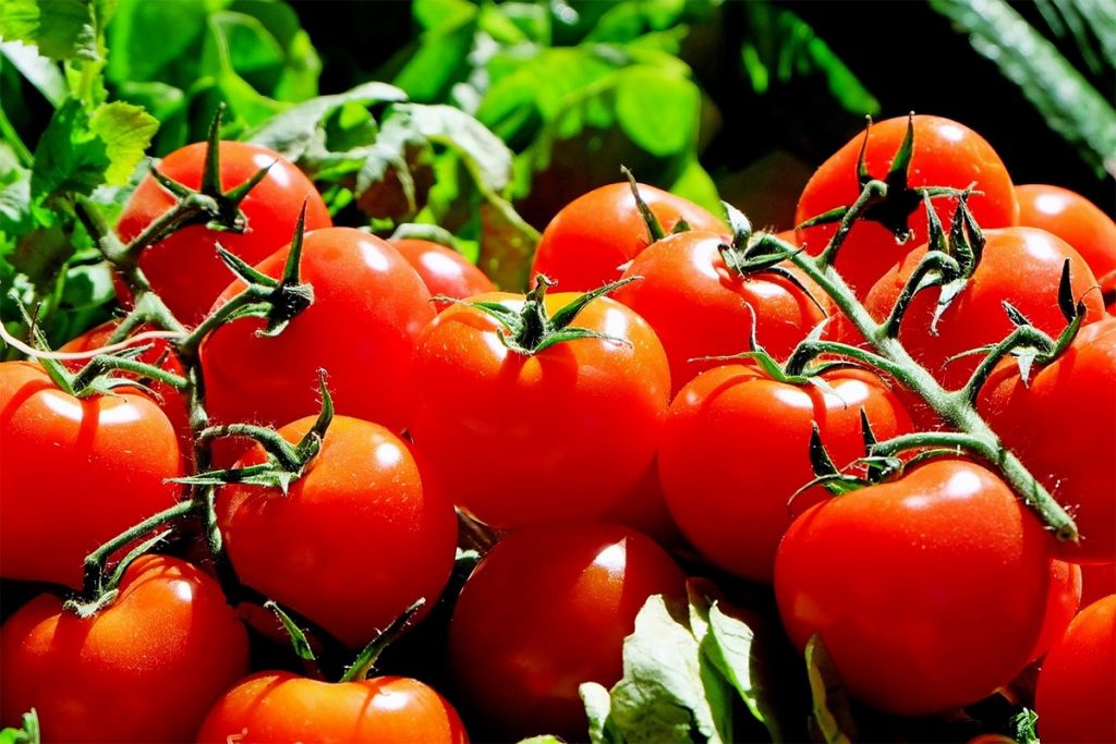 Tomatoes – Seed to Harvest