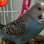 Reading & Northern Railroad to Host Free Adoption Weekend at the ARL