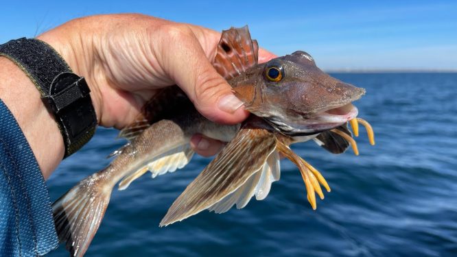 Catch, Clean, Cook & Eat Sea Robins