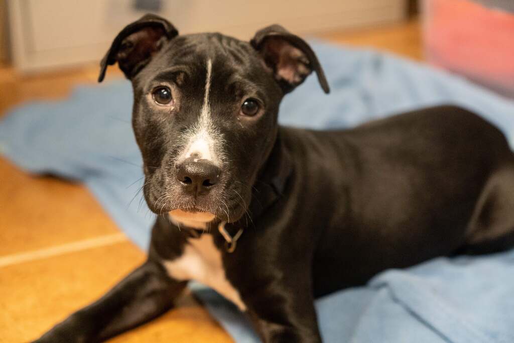 Reading & Northern Railroad to Host Free Adoption Weekend at ARL of Berks County