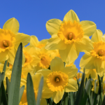 Plant Daffodils for the 275th Anniversary of the City of Reading