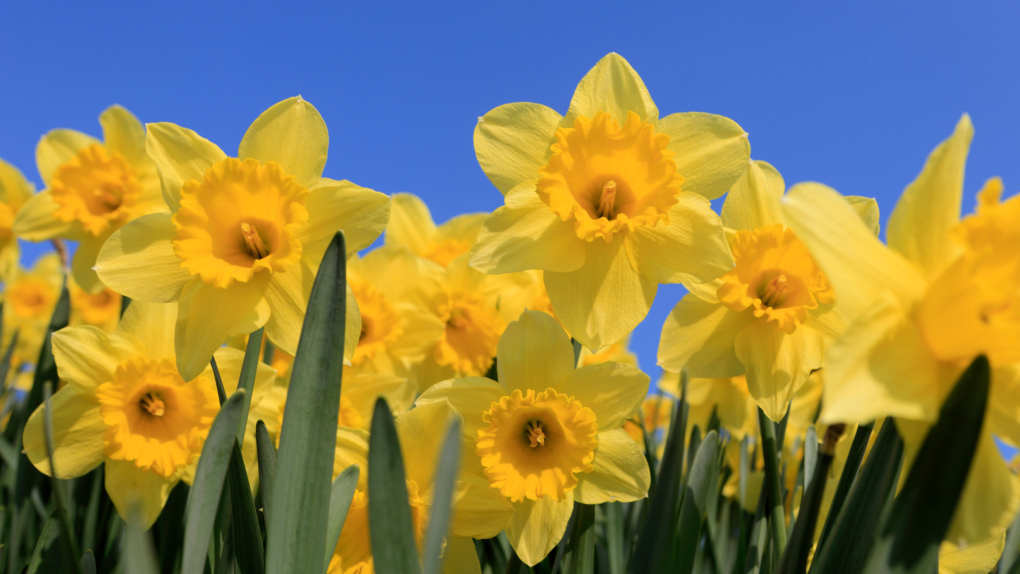 Plant Daffodils for the 275th Anniversary of the City of Reading