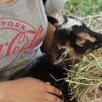 2022 Kutztown Folk Festival & A Look At 2023 1-18-22