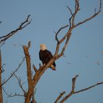 The Great PA News Quiz: state House history, Penn State oversight, and a U.S. Senate sequel