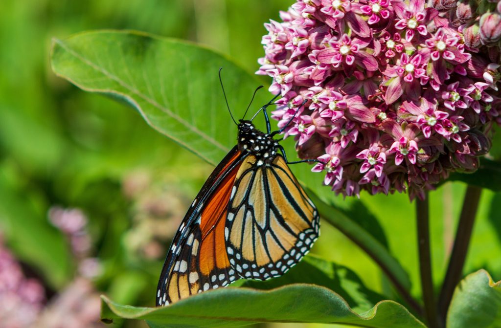 Experts Seek Help to Save Eastern Monarch Butterfly From Extinction in PA