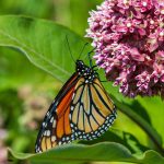 Experts Seek Help to Save Eastern Monarch Butterfly From Extinction in PA