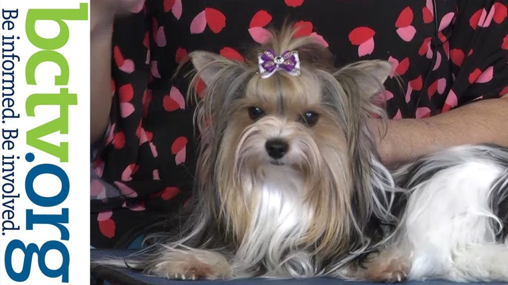 Biewer Terrier 4-4-23