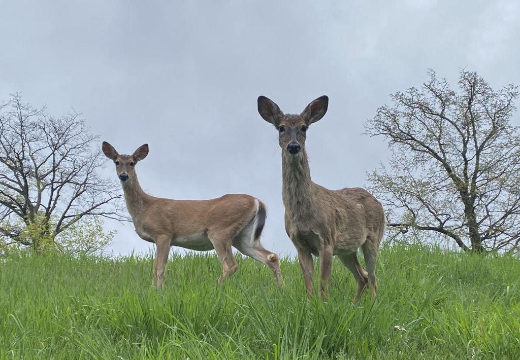 Antietam Lake Park Deer Management Program to begin Third Year on September 16