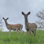 Antietam Lake Park Deer Management Program to begin Third Year on September 16