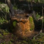 Pa. limited a board’s power to regulate abandoned oil and gas wells. Democrats want to restore it.