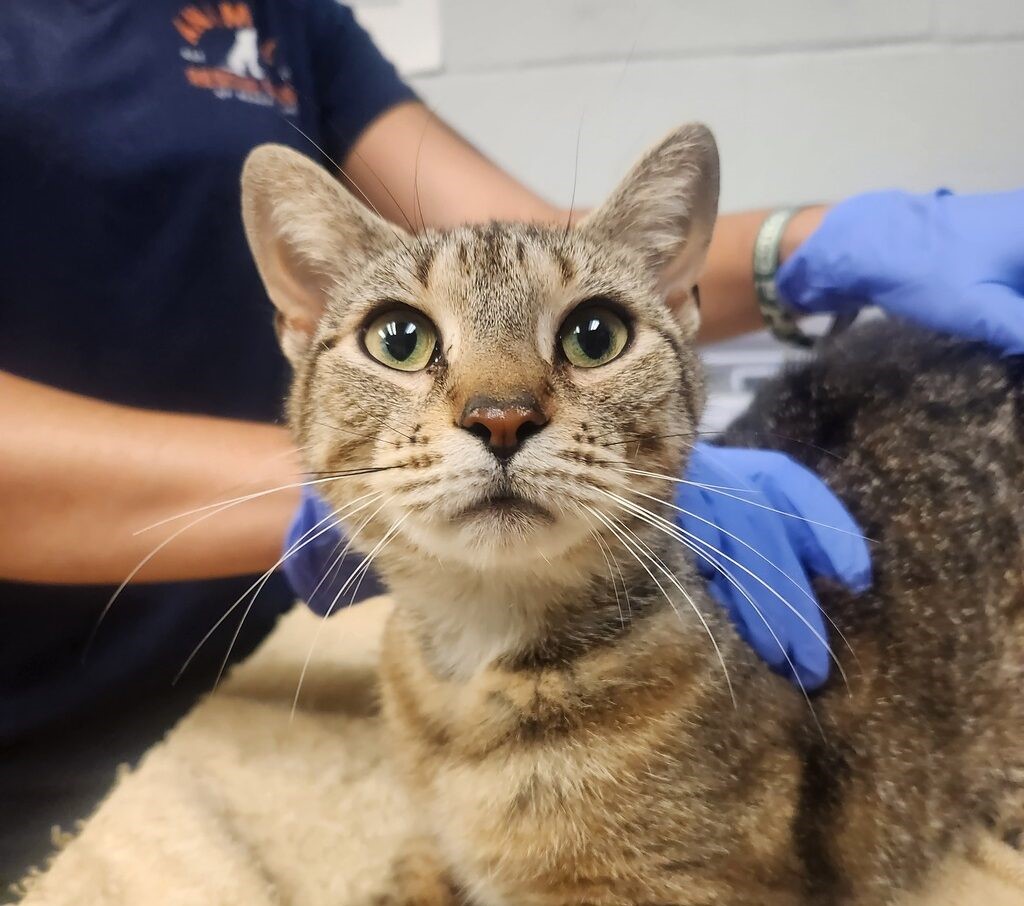 Diamond Credit Union Hosting Adoption Event at the ARL