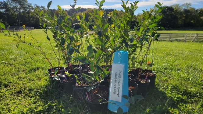 Master Watershed Stewards Host 4th Annual Native Tree & Shrub Fundraiser