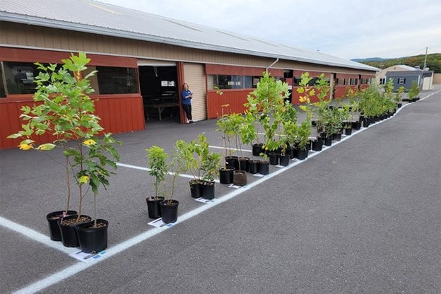 Master Watershed Stewards to Host Webinar: Native Tree and Shrub Sale