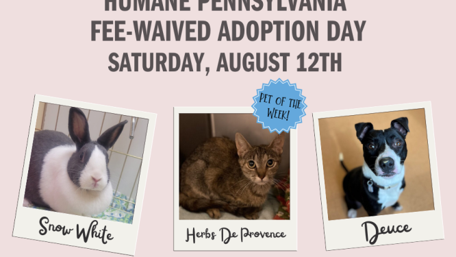 Humane PA Offers a Fee-Waived Adoption Day Thanks to Generous Sponsors