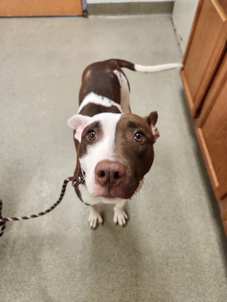 ARL to Host Free Adoptions As Part Of NBCUniversal Local’s ‘Clear The Shelters’ Campaign