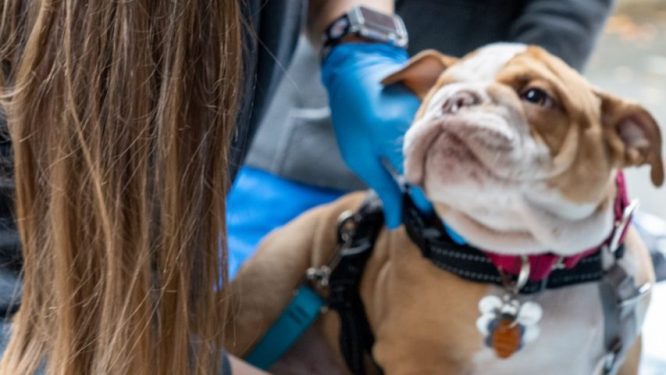 ARL, Subaru Loves Pets, Steve Moyer Subaru to Offer Free Vaccines, Microchips For Dogs Oct. 28