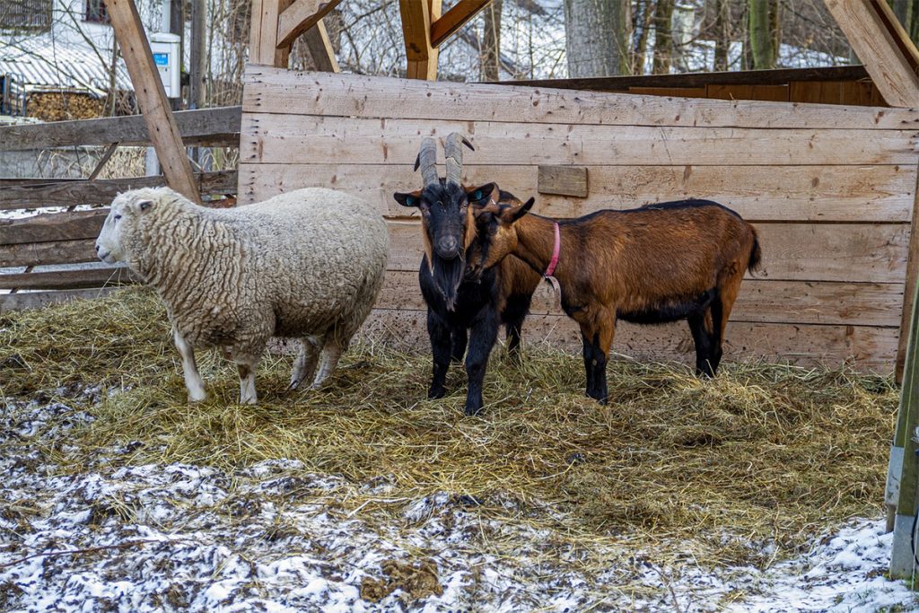 Registration Opens for Living on a Few Acres: Backyard Beef, Sheep, and Goats