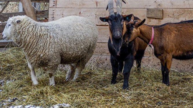 Registration Opens for Living on a Few Acres: Backyard Beef, Sheep, and Goats