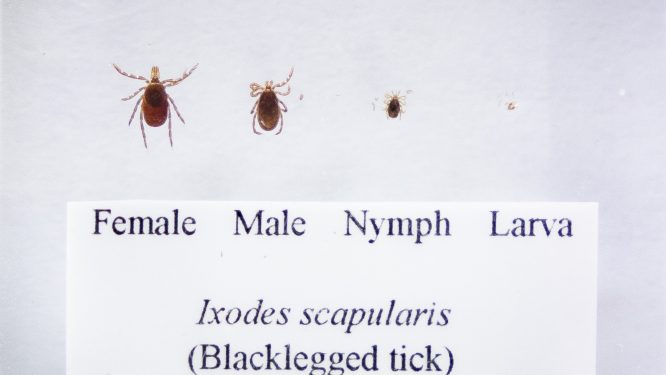 PA Leads the Nation for Lyme Disease Cases. Development in Forests Boosts the Risk