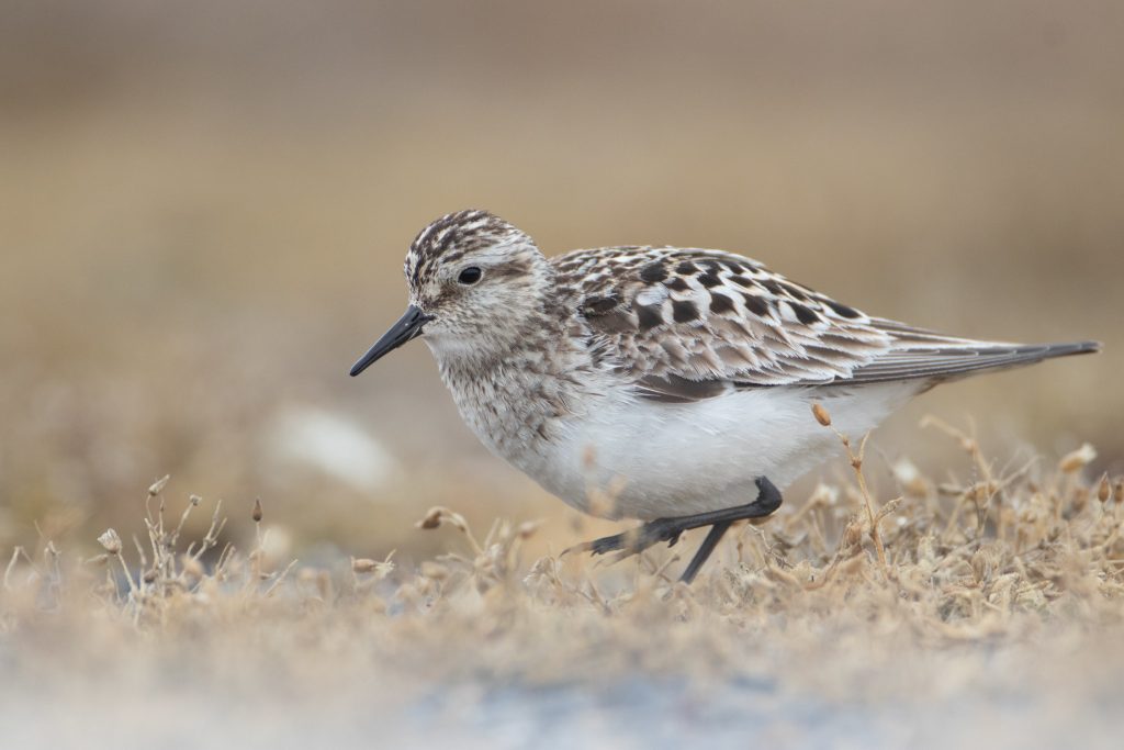 These PA Birds Will be Renamed as Watchers Reckon With Racism, Inclusion