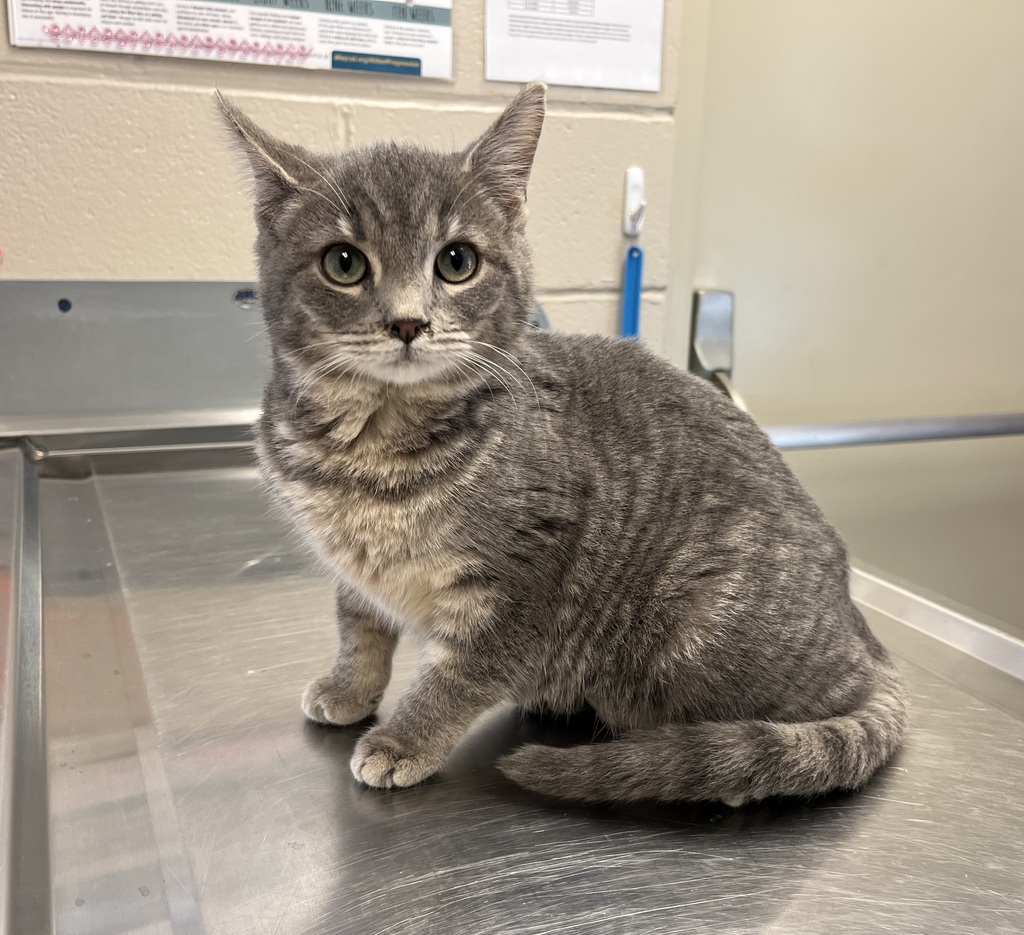 Animal Rescue League Requests Community Support to Address Critical Capacity Levels