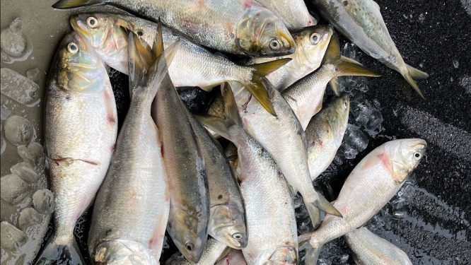 Catch, Clean, Cook & Eat Bunker