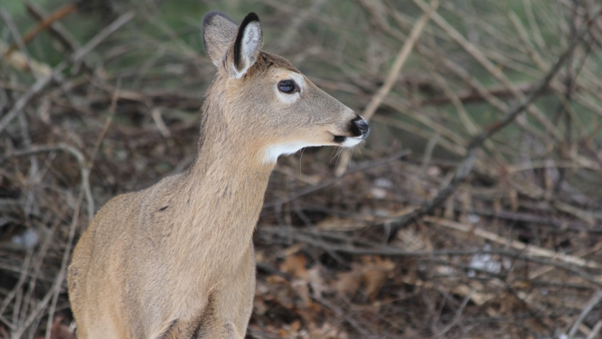 PA Introduces New Rules for Hunters to Limit the Spread of ‘Zombie Deer Disease.’ Here’s What to Know.