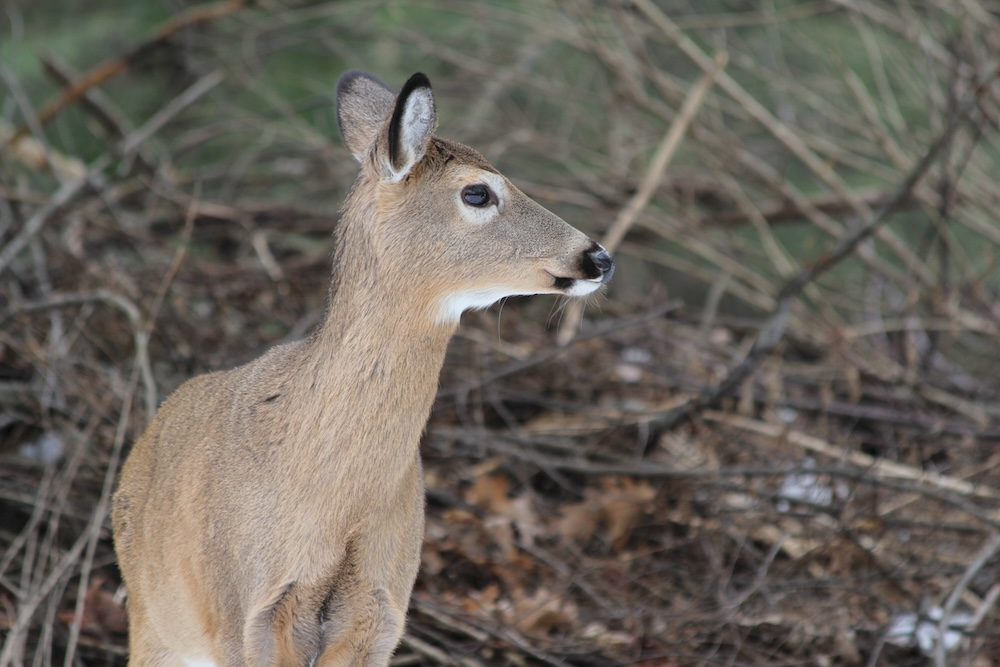 PA Introduces New Rules for Hunters to Limit the Spread of ‘Zombie Deer Disease.’ Here’s What to Know.