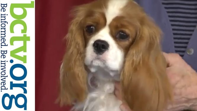 Cavalier King Charles Spaniel Breed | All About Dogs