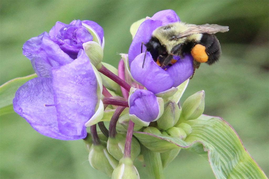 Reminder to Register for Why Pollinators Matter and How to Create a Pollinator Certified Garden
