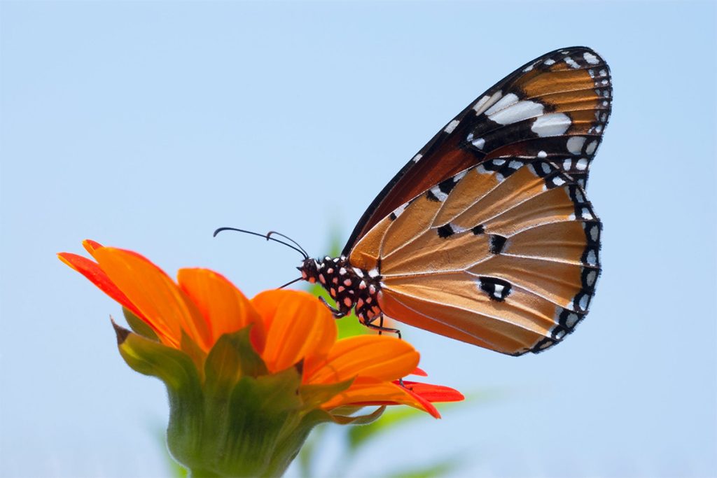 Winter Wonderings: Fueling Stations for Spring Pollinators