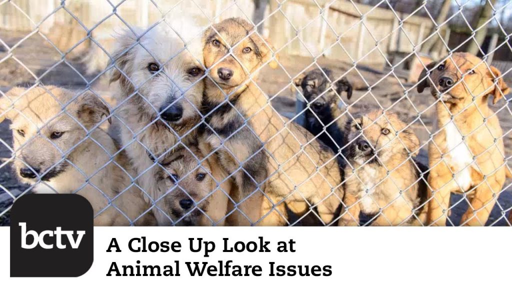 Photo inspiration: Dog Fatalities Fabric Consumption Reference: Breeding Dogs For Meat Consumption Ends In South Korea