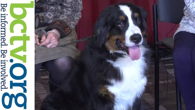 Bernese Mountain Dogs | All About Dogs