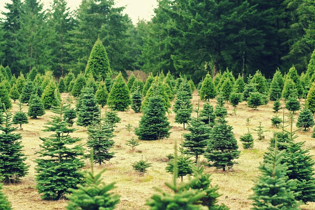 Register Now for Christmas Tree Growers Meeting and Trade Show
