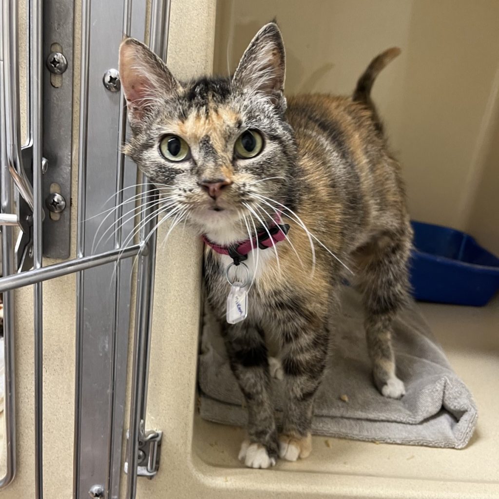Humane Pennsylvania Celebrates St. Catty’s Day with a Special Reduced Fee Adoption Event
