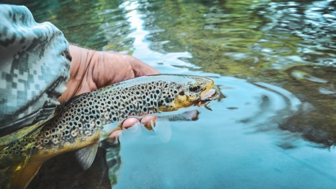Opening of State Park Campgrounds, Overnight Lodging for 2024 Trout Season