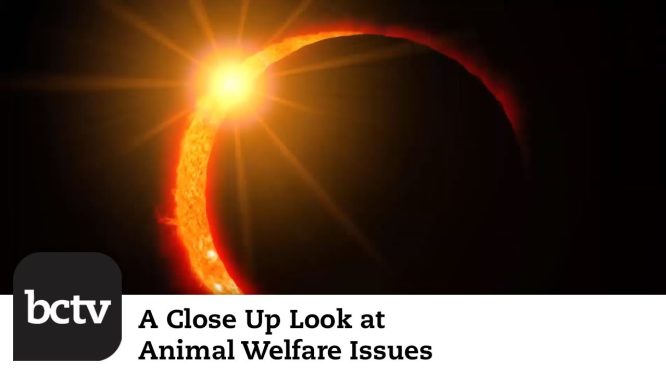 Upcoming Solar Eclipse; Grizzly Bears in Washington State | A Close Up Look at Animal Welfare Issues