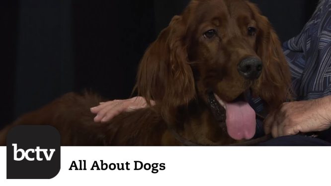 Irish Setters | All About Dogs