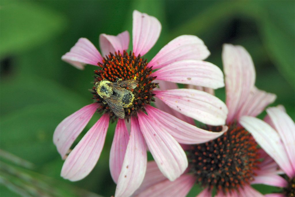 Penn State Extension to Host Bring Back the Pollinators