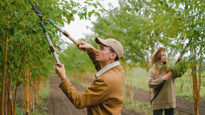 Penn State Extension to Host “Living on a Few Acres: Tree and Small Fruit Production”