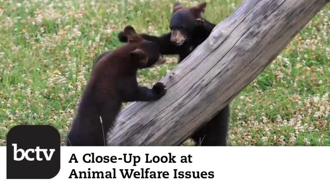 Wildlife Baby Season and Earth Day/Week | A Close-Up Look at Animal Welfare Issues